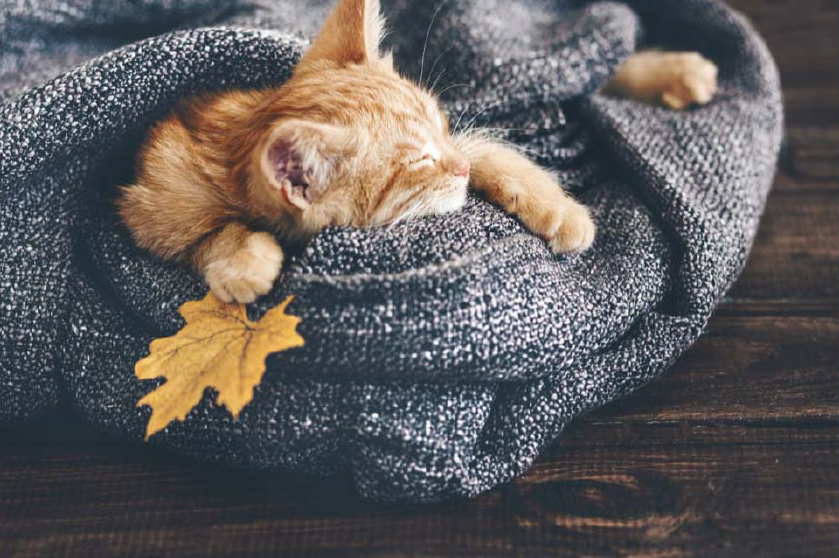 Tapis décoratif en velours doux motif Chat Endormi 45 x 75 cm